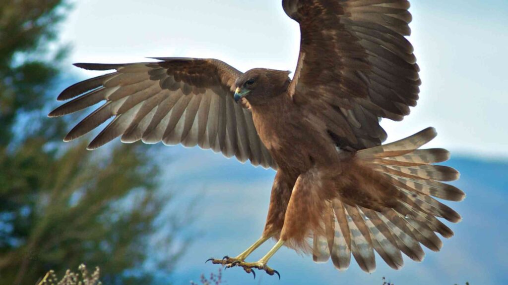 Hawk image of flying