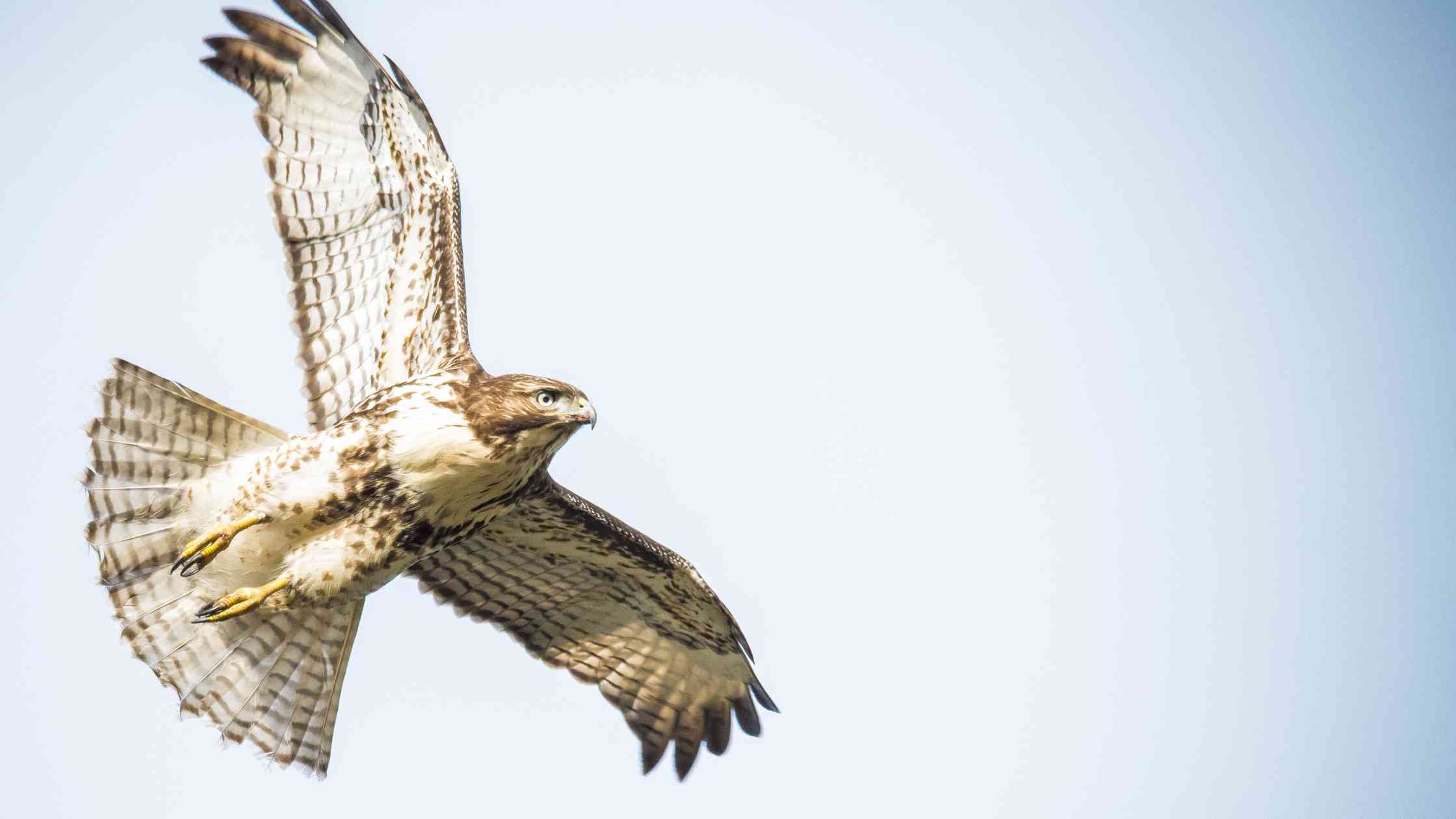 biblical meaning of seeing a hawk